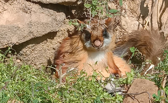 करीब 70 साल पहले विलुप्त मान ली गई उड़ने वाली दुर्लभ गिलहरी उत्तराखंड के जंगलों में दिखी