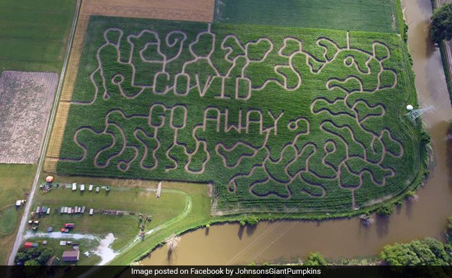 Farm Creates "COVID Go Away" Corn Maze. It's A Hit On Social Media