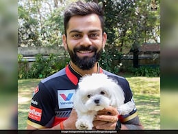 International Dog Day: IPL Franchises Share Pictures Of Star Players With Their "Furry Friends" International Dog Day: IPL Franchises Share Pictures Of Star Players With Their "Furry Friends"