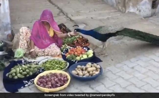 Viral Video Of Vegetable Seller Feeding A Peacock Wins Hearts