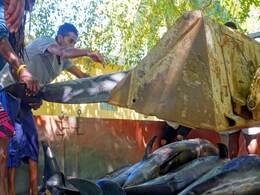 24 Dead Dolphins Wash Up On Mauritius Beach After Japan Ship's Oil Spill 24 Dead Dolphins Wash Up On Mauritius Beach After Japan Ship's Oil Spill