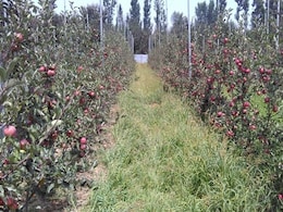 मुश्किल में कश्मीर के फल उत्पादक, उप राज्यपाल ने सरकारी खरीद के लिए गृह मंत्रालय को पत्र लिखा मुश्किल में कश्मीर के फल उत्पादक, उप राज्यपाल ने सरकारी खरीद के लिए गृह मंत्रालय को पत्र लिखा