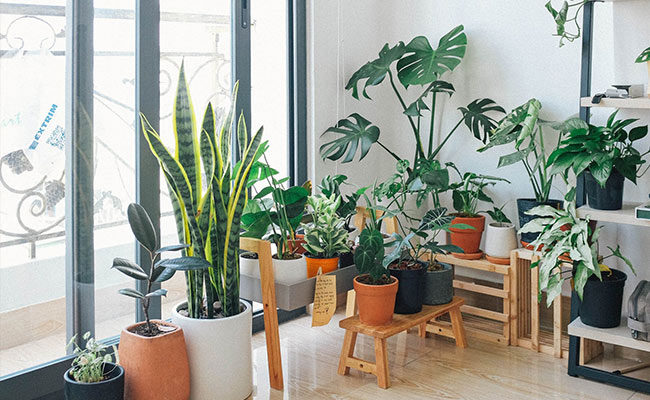 8 Tools You Need To Maintain Your Indoor Home Garden