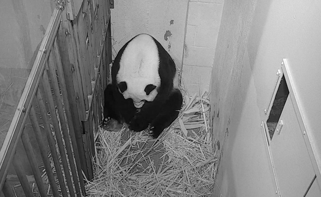 "A Precious Giant Panda Cub": Washington Zoo Welcomes New Baby