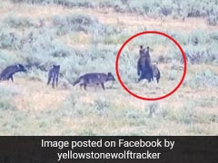 भेड़ियों ने भालू के बच्चों पर किया Attack, तो सामने खड़ी हो गई मां और फिर... देखें पूरा Video