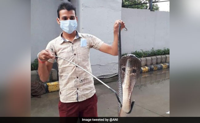 4-Feet-Long Cobra Rescued From Metro Station In Delhi