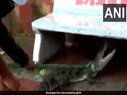 VIDEO : बेंच के नीचे छिपा बैठा था 5 फुट का मगरमच्छ, पकड़ने के लिए डाली बोरी तो... VIDEO : बेंच के नीचे छिपा बैठा था 5 फुट का मगरमच्छ, पकड़ने के लिए डाली बोरी तो...