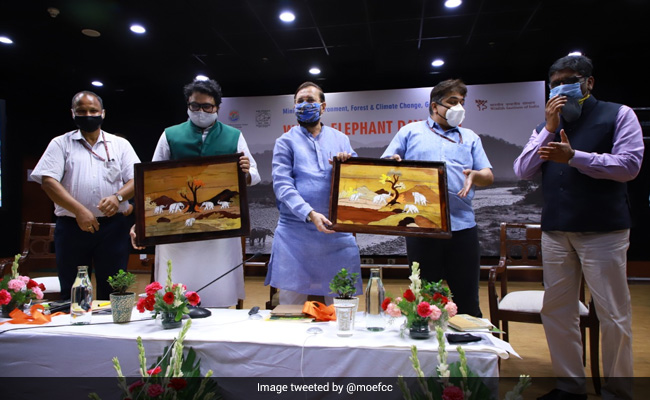 Over 500 People, 100 Elephants Die Every Year Due To Conflict: Officials