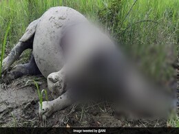 Poachers Kill Rhino In Kaziranga Park, Horn Removed: Forest Official Poachers Kill Rhino In Kaziranga Park, Horn Removed: Forest Official