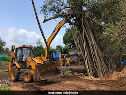 Crowd-Funding Initiative Helps Save Over 100-Year-Old Banyan Tree In Goa Crowd-Funding Initiative Helps Save Over 100-Year-Old Banyan Tree In Goa