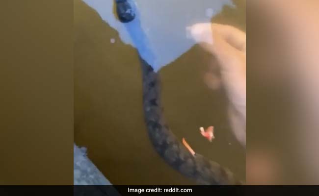 Watch: Snake Appears In Water As Man Feeds Fish. His Reaction Has People In Splits
