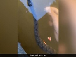 नदी में मछलियों को खाना खिला रहा था शख्स, अचानक नीचे से आ गया सांप और फिर... देखें Video नदी में मछलियों को खाना खिला रहा था शख्स, अचानक नीचे से आ गया सांप और फिर... देखें Video