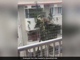 मुंबई की बारिश में इधर-उधर लहराता दिखा पेड़, आनंद महिंद्रा बोले- 'पेड़ तांडव कर रहा है...' - देखें Video मुंबई की बारिश में इधर-उधर लहराता दिखा पेड़, आनंद महिंद्रा बोले- 'पेड़ तांडव कर रहा है...' - देखें Video