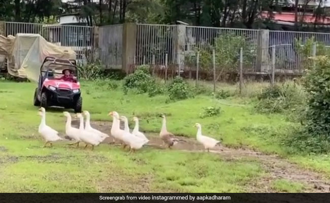 फार्म हाउस में बत्तखों के झुंड को देख रह नहीं पाए धर्मेंद्र, गाड़ी लेकर यूं किया पीछा- देखें Video