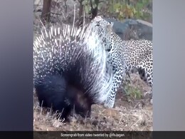 चीते ने किया अटैक, तो साही ने अपने नुकीले काटों से मुंह पर किया हमला .... देखें VIDEO चीते ने किया अटैक, तो साही ने अपने नुकीले काटों से मुंह पर किया हमला .... देखें VIDEO