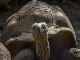 401 Indian Star Tortoises Seized In Bengaluru, 1 Arrested: Police 401 Indian Star Tortoises Seized In Bengaluru, 1 Arrested: Police