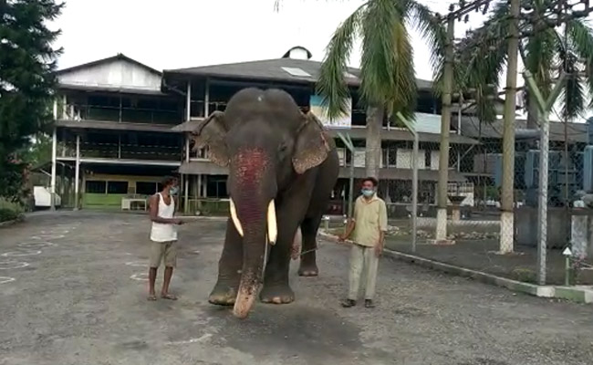 World Elephant Day : मिलिए 86 वर्षीय बिजुली प्रसाद से, ये है दुनिया का सबसे वृ्द्ध एशियाई टस्कर