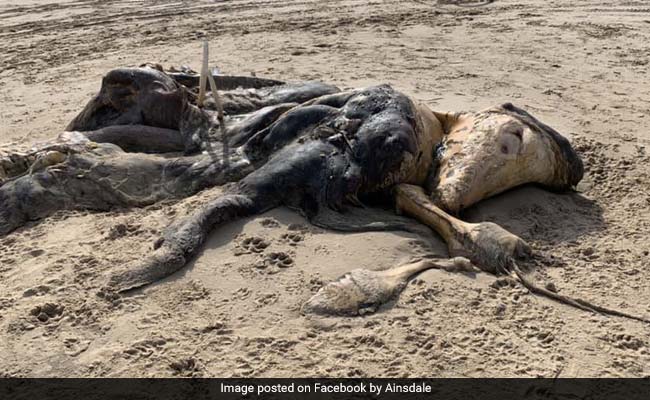 Mysterious 15-Foot Creature Found Washed Up On Beach, Leaves People Stunned