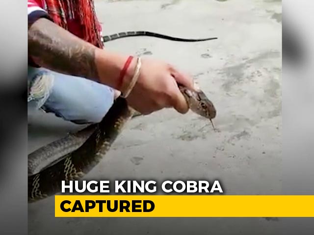 On Camera, Huge King Cobra Captured From Nainital House | NDTV Beeps