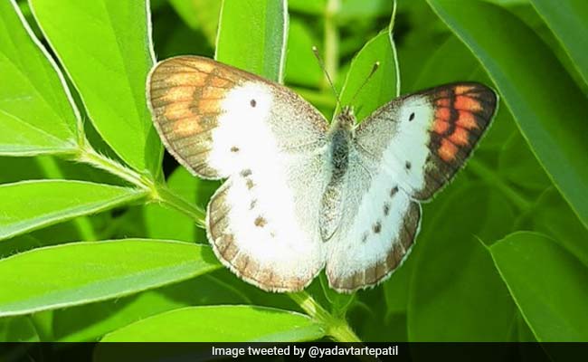 77 New Butterfly Species Found In Matheran Hill Station Near Mumbai