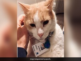 Cat Hangs Around Hospital Until They Give Him A Job In Security Cat Hangs Around Hospital Until They Give Him A Job In Security