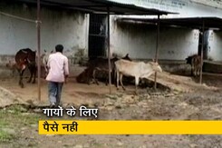 रवीश कुमार का प्राइम टाइम: मध्यप्रदेश में गायों के लिए सरकार ने घटाया बजट रवीश कुमार का प्राइम टाइम: मध्यप्रदेश में गायों के लिए सरकार ने घटाया बजट