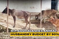 Madhya Pradesh Allocates Rs. 1.6 Daily For 1 Lakh Cows In State Shelters Madhya Pradesh Allocates Rs. 1.6 Daily For 1 Lakh Cows In State Shelters