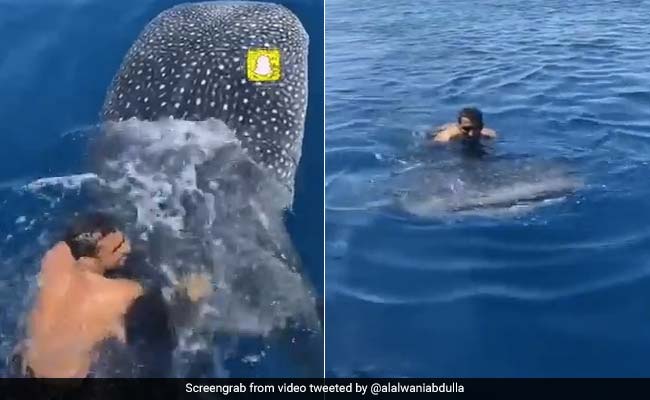 Shocking Footage Shows Man Jumping On Whale, Riding Along By Holding Fin