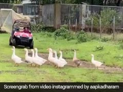 फार्म हाउस में बत्तखों के झुंड को देख रह नहीं पाए धर्मेंद्र, गाड़ी लेकर यूं किया पीछा- देखें Video