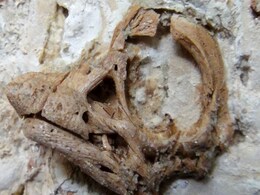 80 Million-Year-Old Fossil Embryo "Small Giant" Packs Surprises About Big Dinosaur 80 Million-Year-Old Fossil Embryo "Small Giant" Packs Surprises About Big Dinosaur
