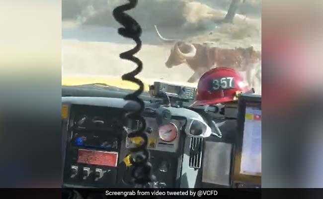 Firefighters Battling Wildfire Chased By Bull In Hair-Raising Video