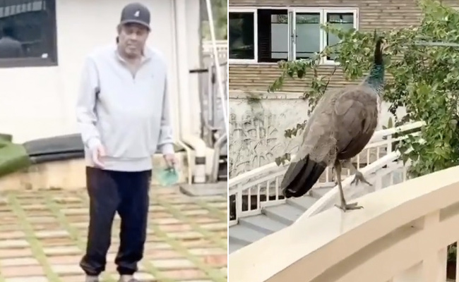 Dharmendra के आंगन में आई मोरनी, Video शेयर कर बोले- कल मोदीजी के आंगन में मोर नाचते देखा, आज मेरे...