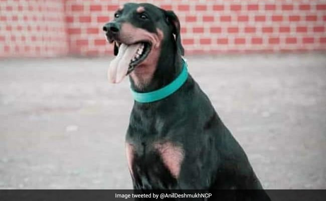 Dog That Helped Solve 365 Cases Dies, Gets Farewell From Maharashtra Cops