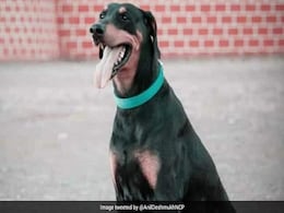 365 केस सुलझाने वाले कुत्ते की मौत, महाराष्ट्र पुलिस ने दी अंतिम विदाई 365 केस सुलझाने वाले कुत्ते की मौत, महाराष्ट्र पुलिस ने दी अंतिम विदाई