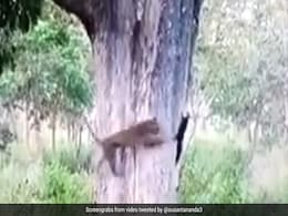 गिलहरी का शिकार करने के लिए पेड़ पर चढ़ गया तेंदुआ, मुंह में दबोचा और फिर... देखें Video गिलहरी का शिकार करने के लिए पेड़ पर चढ़ गया तेंदुआ, मुंह में दबोचा और फिर... देखें Video