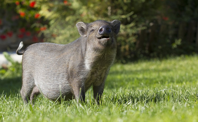 Naked Man Chases Laptop-Stealing Boar In Viral Pics