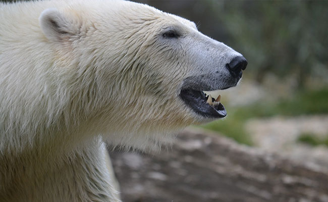 Polar Bear Kills Woman, Boy In Remote US Village