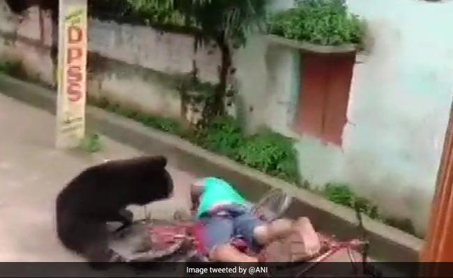 Watch: Wild Bear Enters Residential Area, Attacks Man In Odisha