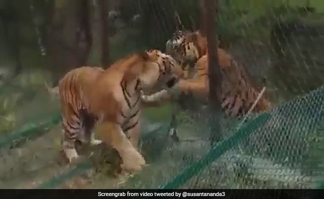 Watch: A Fight Between A Wild Tiger And A Safari Tiger In Karnataka