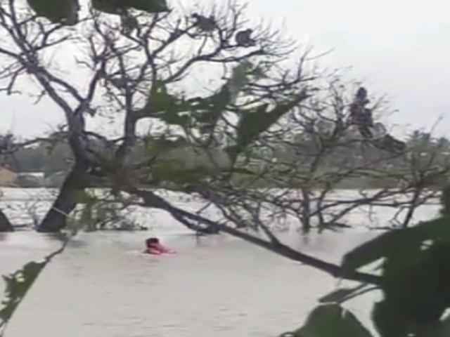 Monkeys Stranded In River For 2 Days Amid Rain In Karnataka