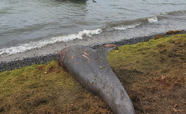 Oil Not Found In Dead Mauritius Dolphins: Preliminary Autopsy
