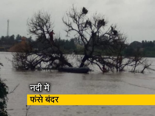 कर्नाटक में नदी के बीच फंसे बंदर