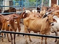 ACB करेगी जैसलमेर के 15 और गौशालाओं की जांच, 12 गौशालाओं में पहले पाई गई थी अनियमितता