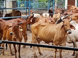 ACB करेगी जैसलमेर के 15 और गौशालाओं की जांच, 12 गौशालाओं में पहले पाई गई थी अनियमितता