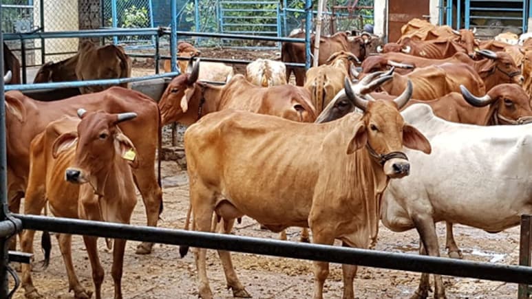 ACB करेगी जैसलमेर के 15 और गौशालाओं की जांच, 12 गौशालाओं में पहले पाई गई थी अनियमितता