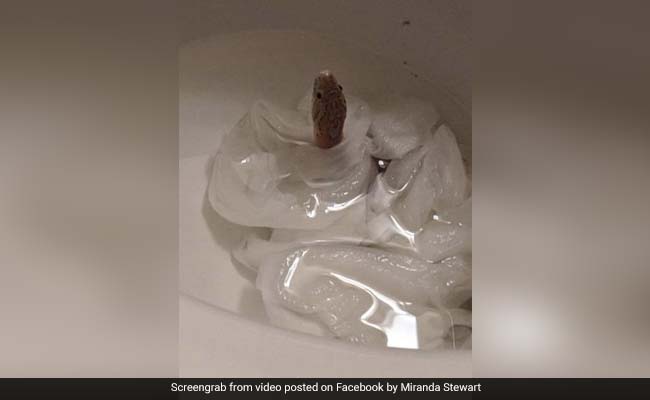 टॉयलेट के अंदर से निकला सांप, देखकर लड़की की निकलीं चीखें - देखें Viral Photos