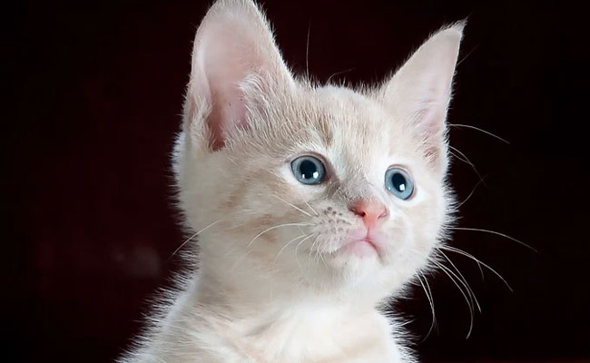 Girl's PowerPoint Asking For A Cat Is So Good, Even Microsoft Is Convinced