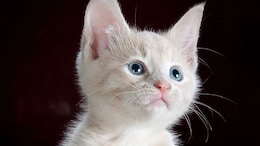 Upset Over Missing Cat, Kerala Man Attacks 79-Year-Old Grandfather: Cops