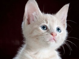 Upset Over Missing Cat, Kerala Man Attacks 79-Year-Old Grandfather: Cops