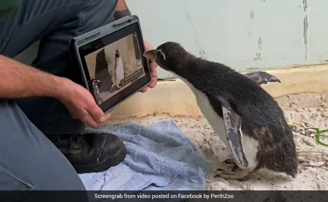This iPad-Savvy Penguin Loves Watching 'Pingu' To Get Over His Loneliness